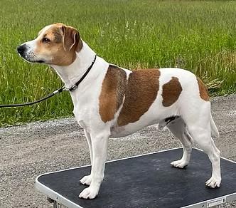 SAMKAS MR. PETTER SMART MUFFINSØNN